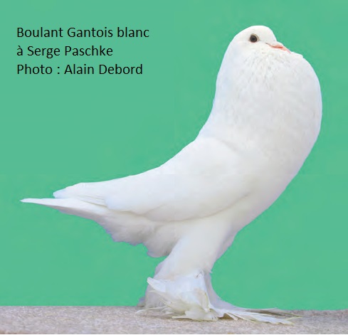 Le n° 210 de Colombiculture est sorti !