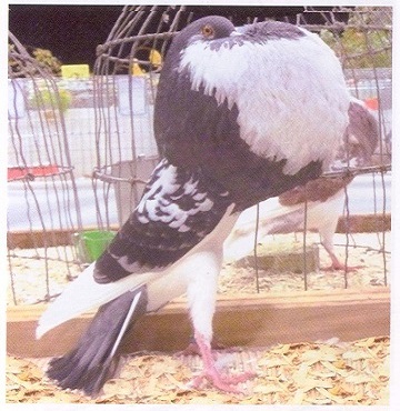 Le numéro 212 de Colombiculture est arrivé !