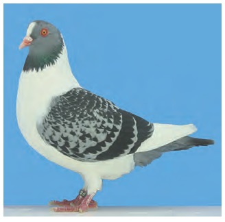 Colombiculture n° 213, bientôt dans les boîtes aux lettres…