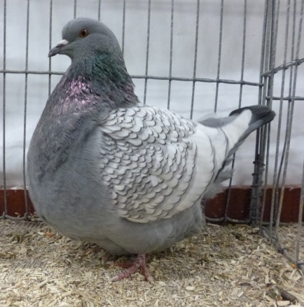 Les Lynxophiles au pays du Vin… !