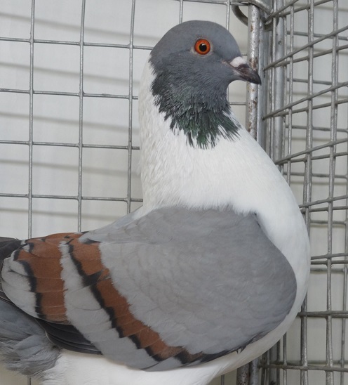 Un nouveau Président