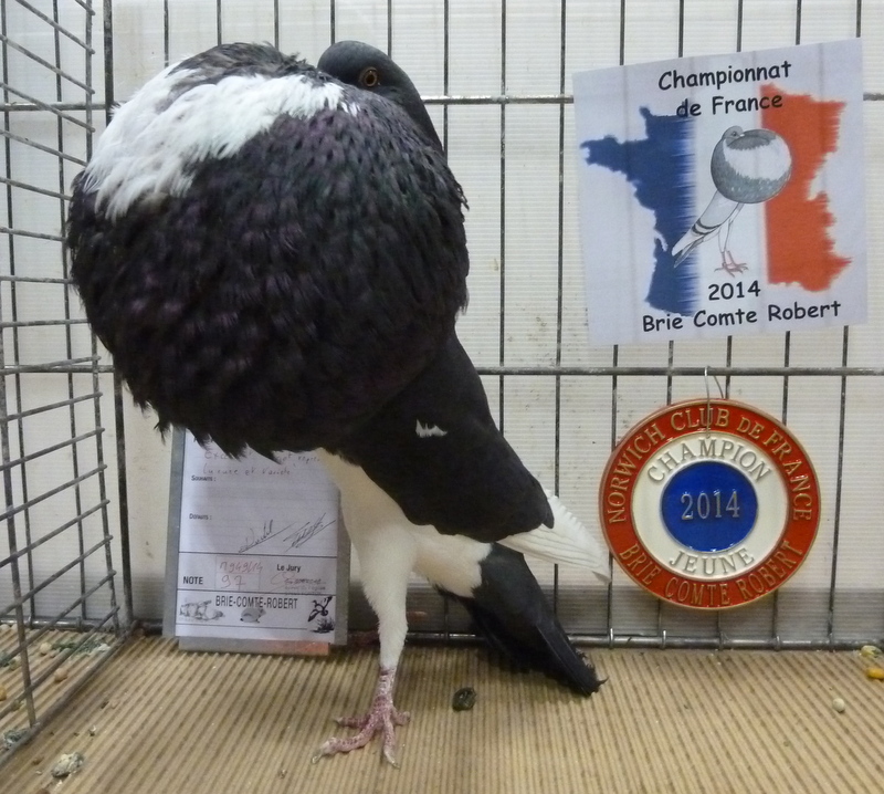 Norwich Club de France