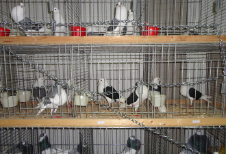 Marché avicole de Straubing