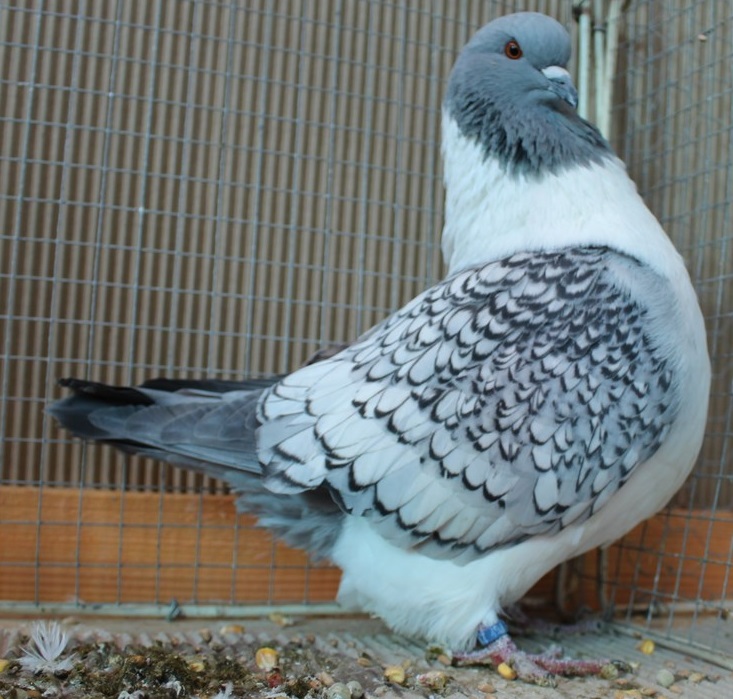 Strasser : le cru 2014.