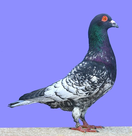 Colombiculture N° 214 arrive…