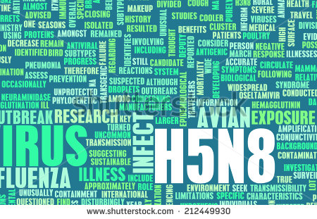 Grippe aviaire : guide pratique