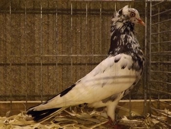 Journée technique chez les pigeons de races ibériques