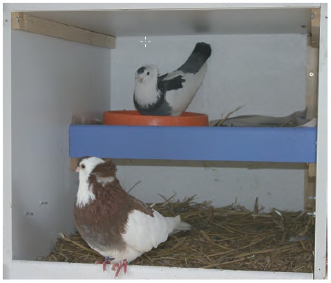 La revue 215 bientôt chez vous.