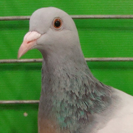 Rencontre franco-allemande de l’Alouette de Cobourg à Stundwiller