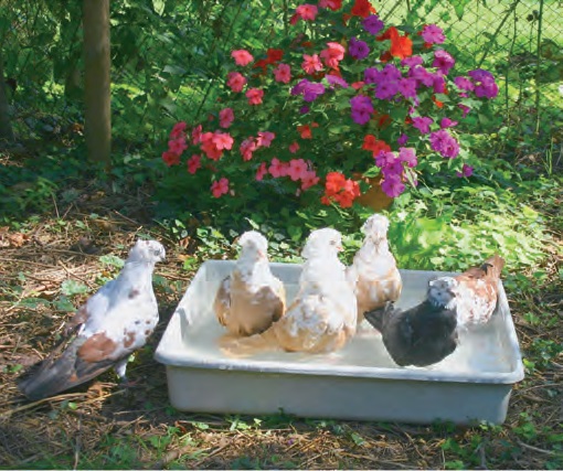 La sortie de la revue 216 est imminente