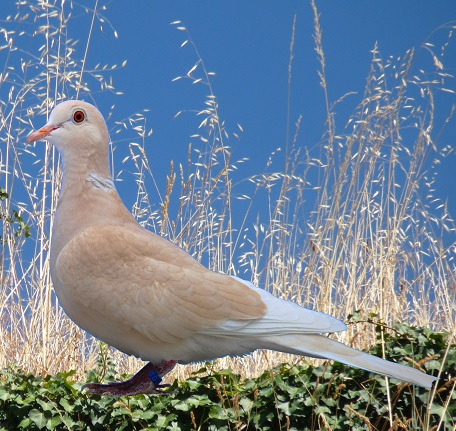 Journée technique de la Tourterelle