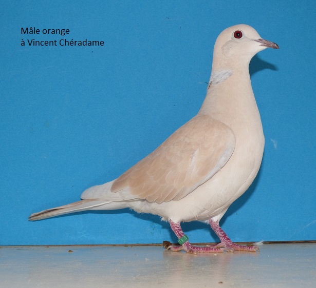 Excellente saison pour les tourterelles