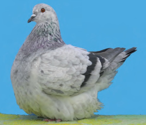 Colombiculture 219 : sortie imminente