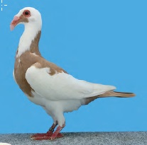 La revue Colombiculture 220 est en route…