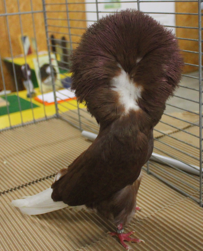 Championnat de France 2015 du Capucin à Bussy-lettrée