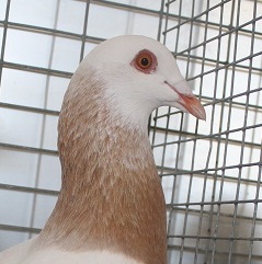 Le Gier a un nouveau président