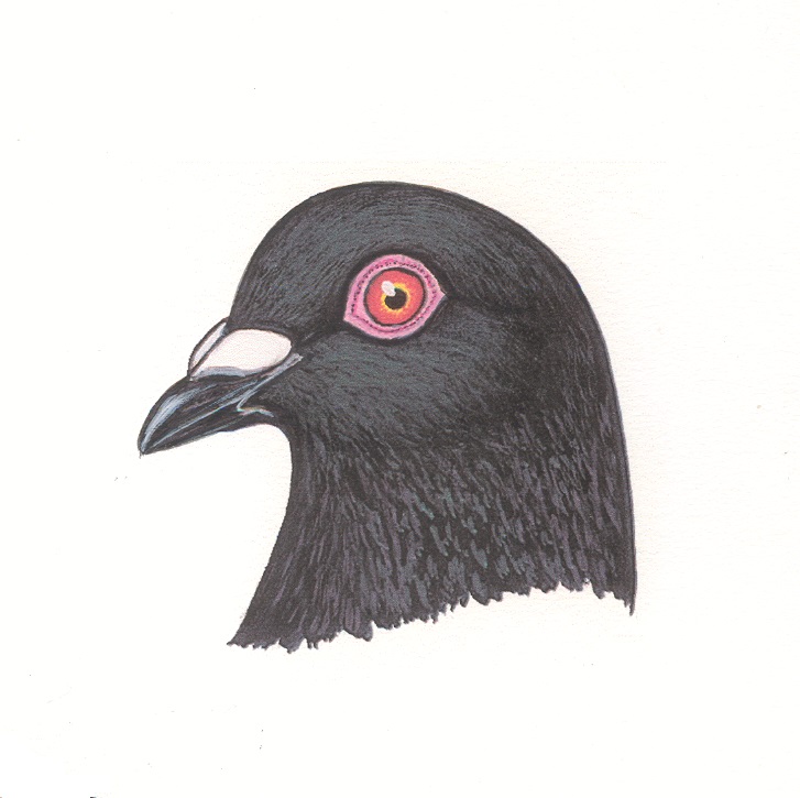 Journée technique du Tête colorée de Brive