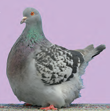 Colombiculture 222 très prochainement dans vos boîtes à lettres