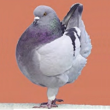 Colombiculture n° 223 arrive