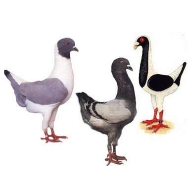 Championnat d&rsquo;Europe des pigeons poules Florentin, Hongrois et Maltais.