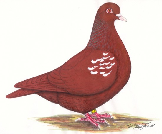 2ème édition du livre sur le Carneau