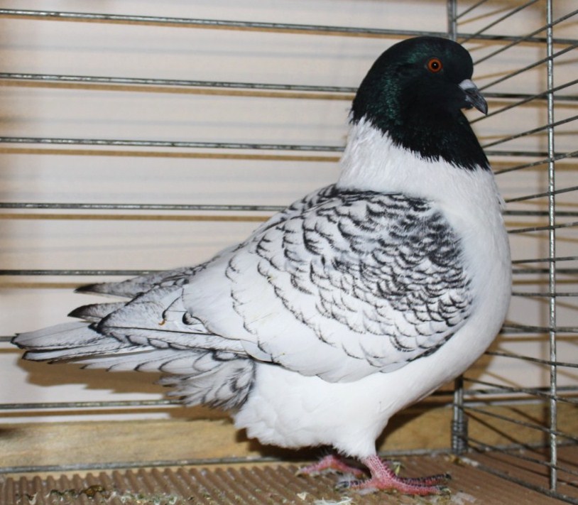 Le Strasser club ouvre ses portes à son petit frère de Moravie