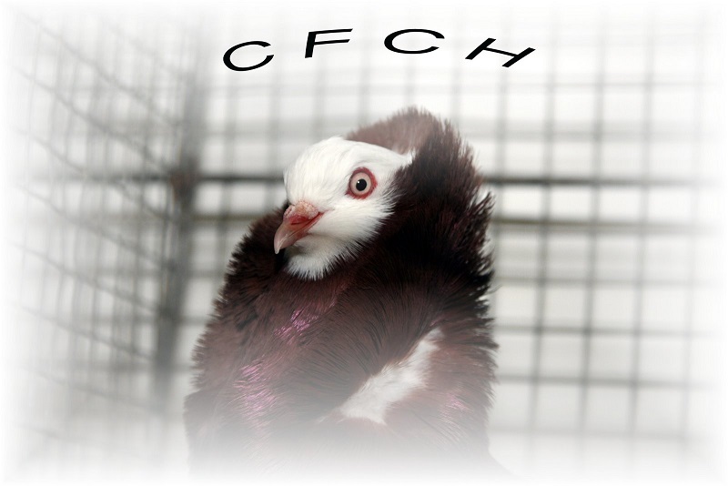 Championnat d&rsquo;Europe du Capucin Hollandais ancien.