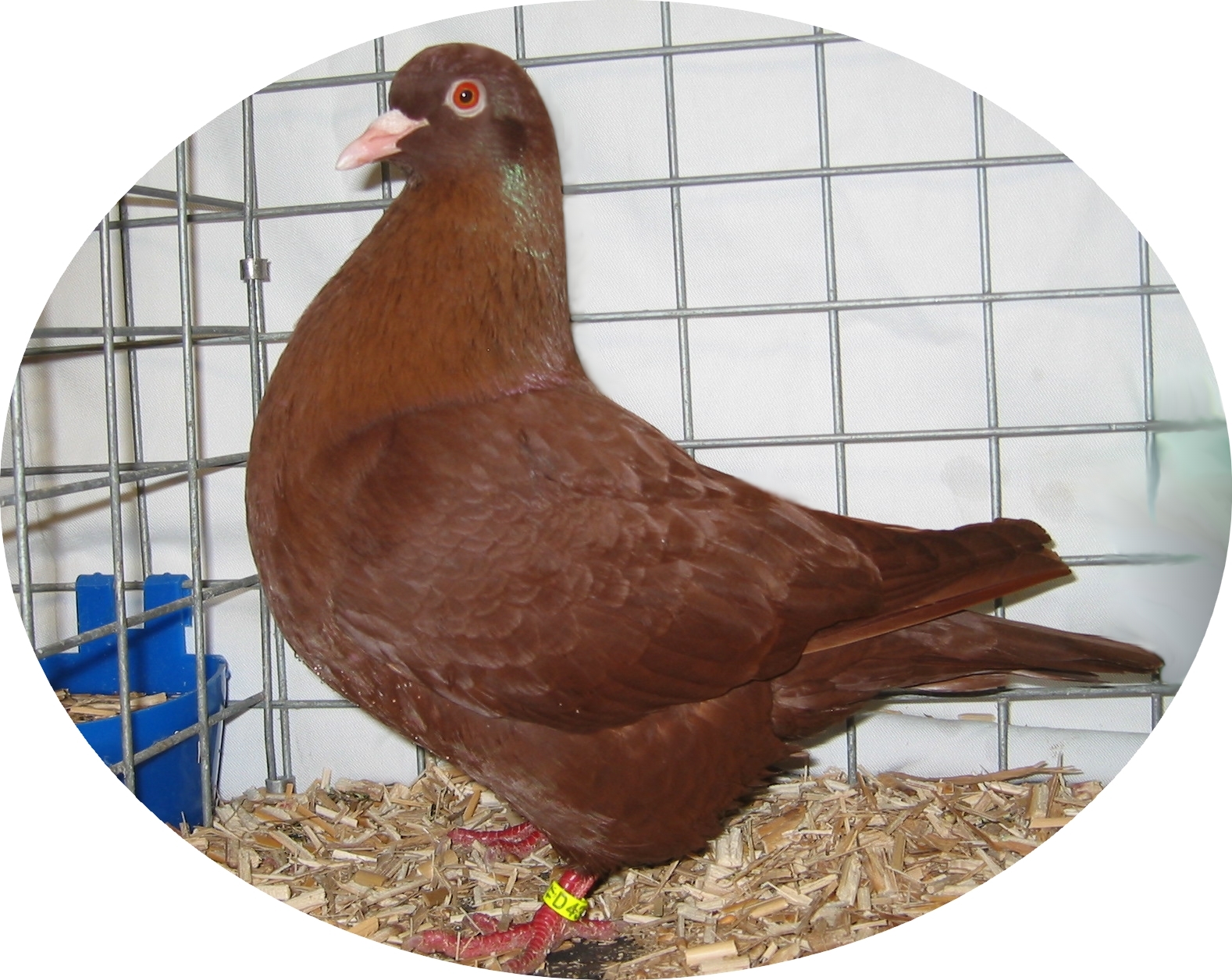 Le vase de Sèvres pour un carneau