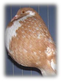 Championnat d&rsquo;Allemagne du Boulant Français