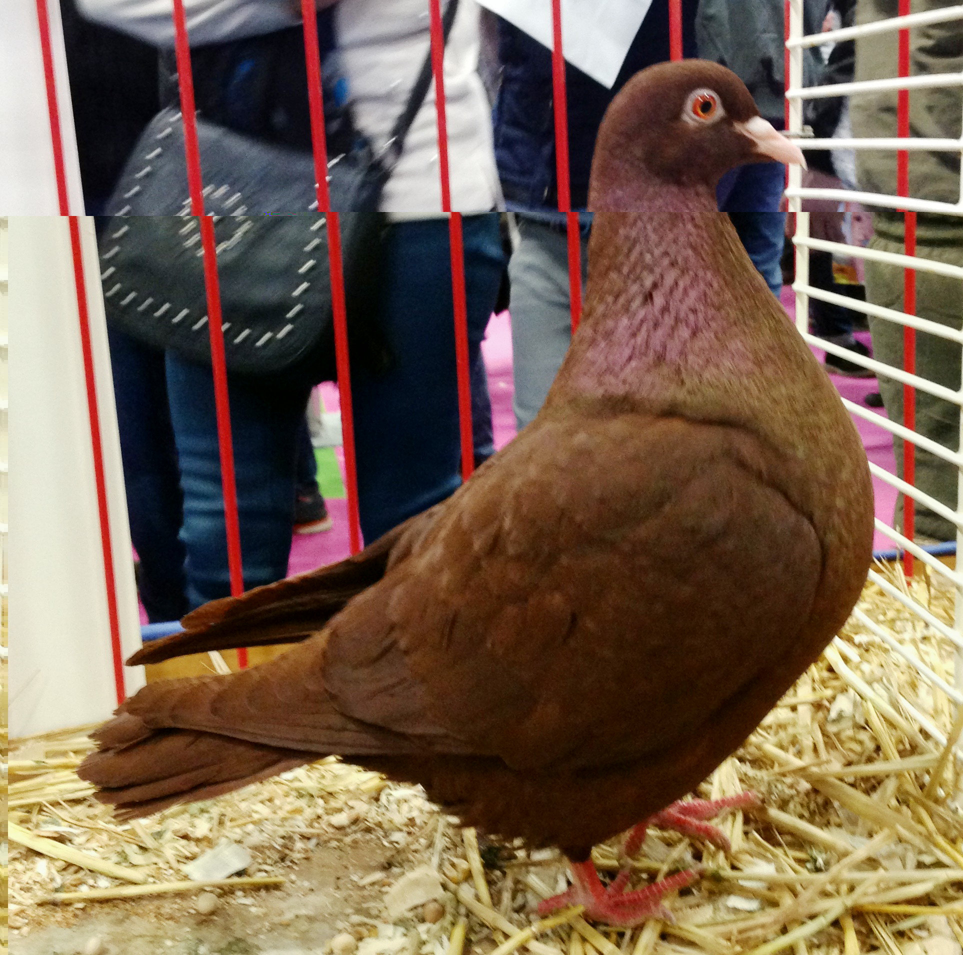 2ème prix du Président de la République de la saison !