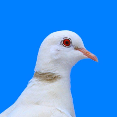 Mise à jour du standard de la Tourterelle