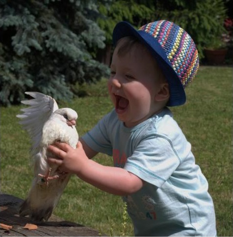 Promotion de la colombiculture