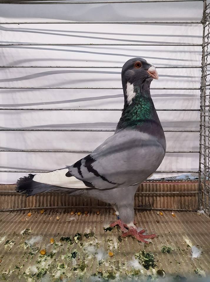 Les Amis du Damascène et des Pigeons d’Origine Orientale