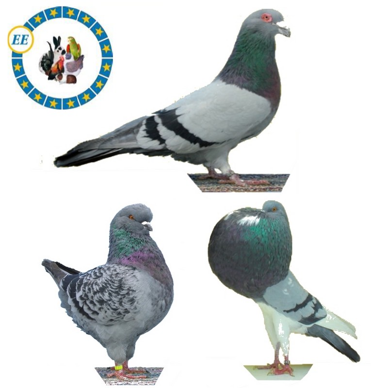 Romain, King, Boulant de Norwich, Championnats d&rsquo;Europe 2019