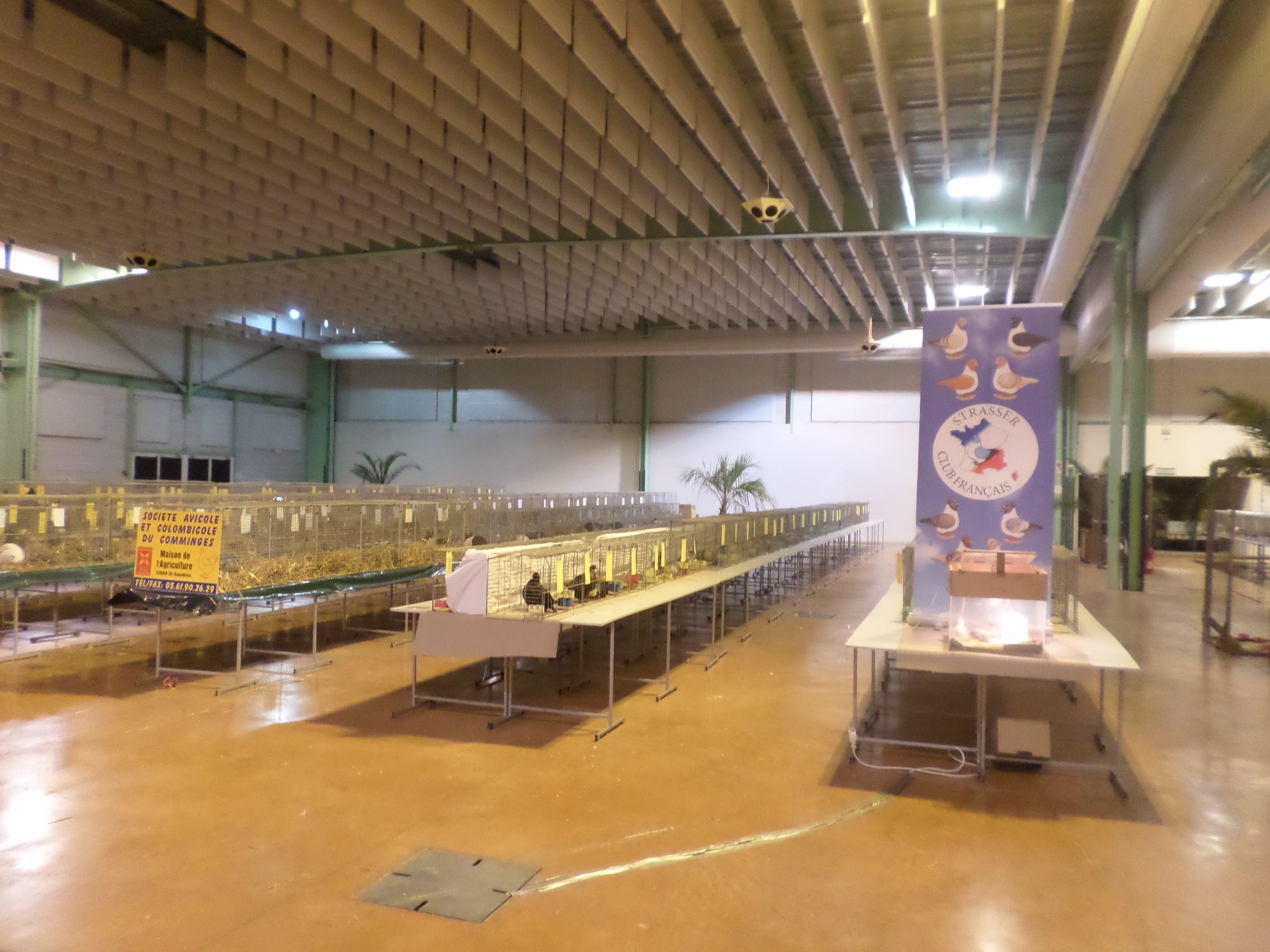 Les pigeons à Saint-Gaudens