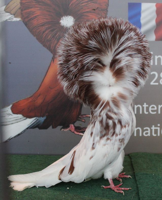 Pigeon Capucin Structure Club : demandez le programme !