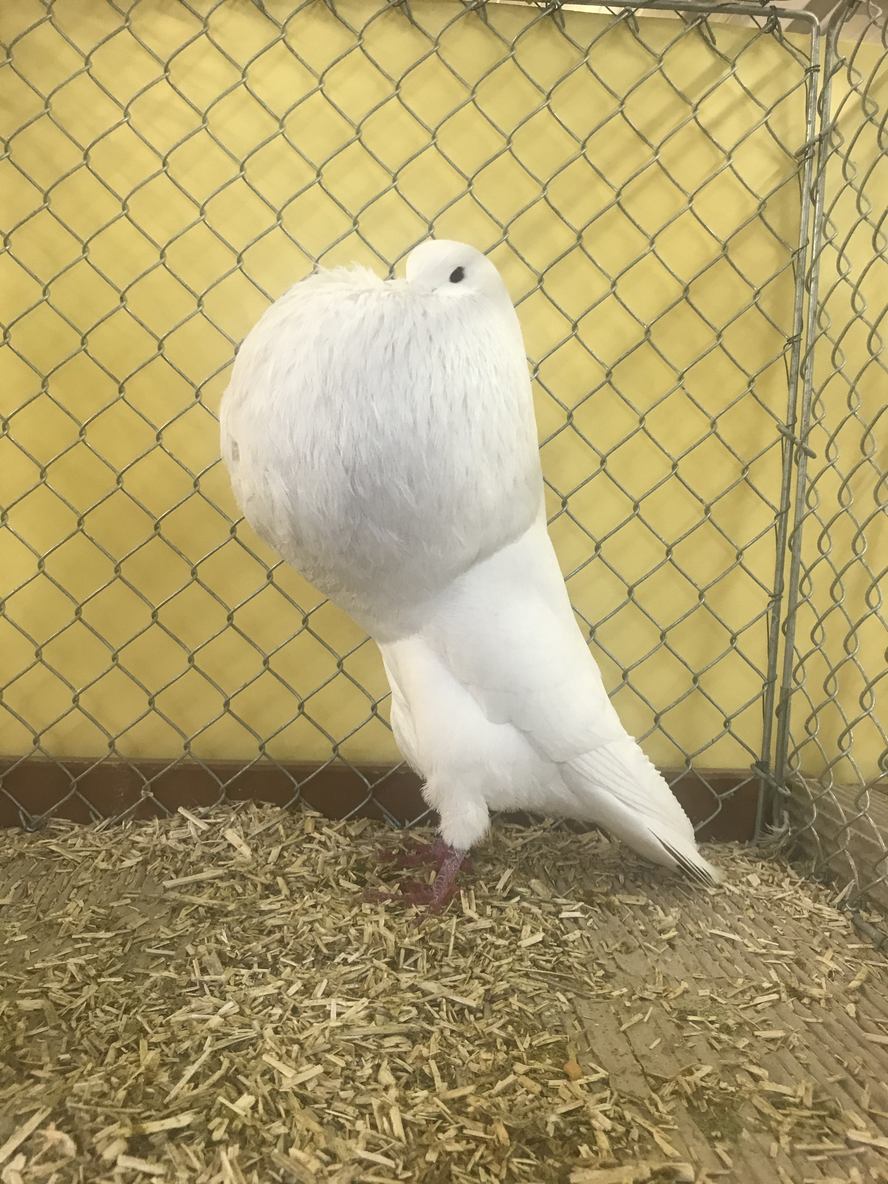 Championnat d&rsquo;Allemagne du Boulant de Hesse