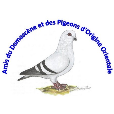 Nouvelles des Amis du Damascène et des Pigeons d&rsquo;Origine Orientale