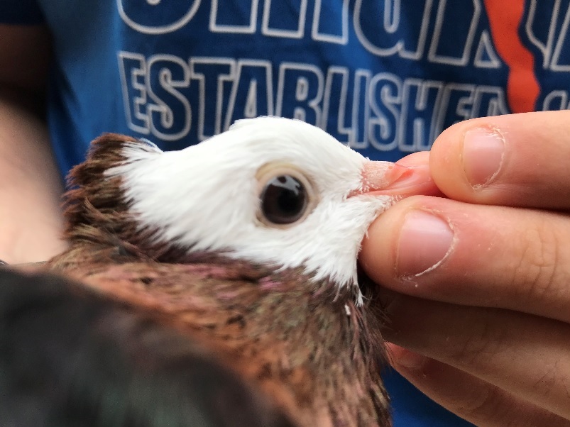 Journée technique des pigeons de couleur