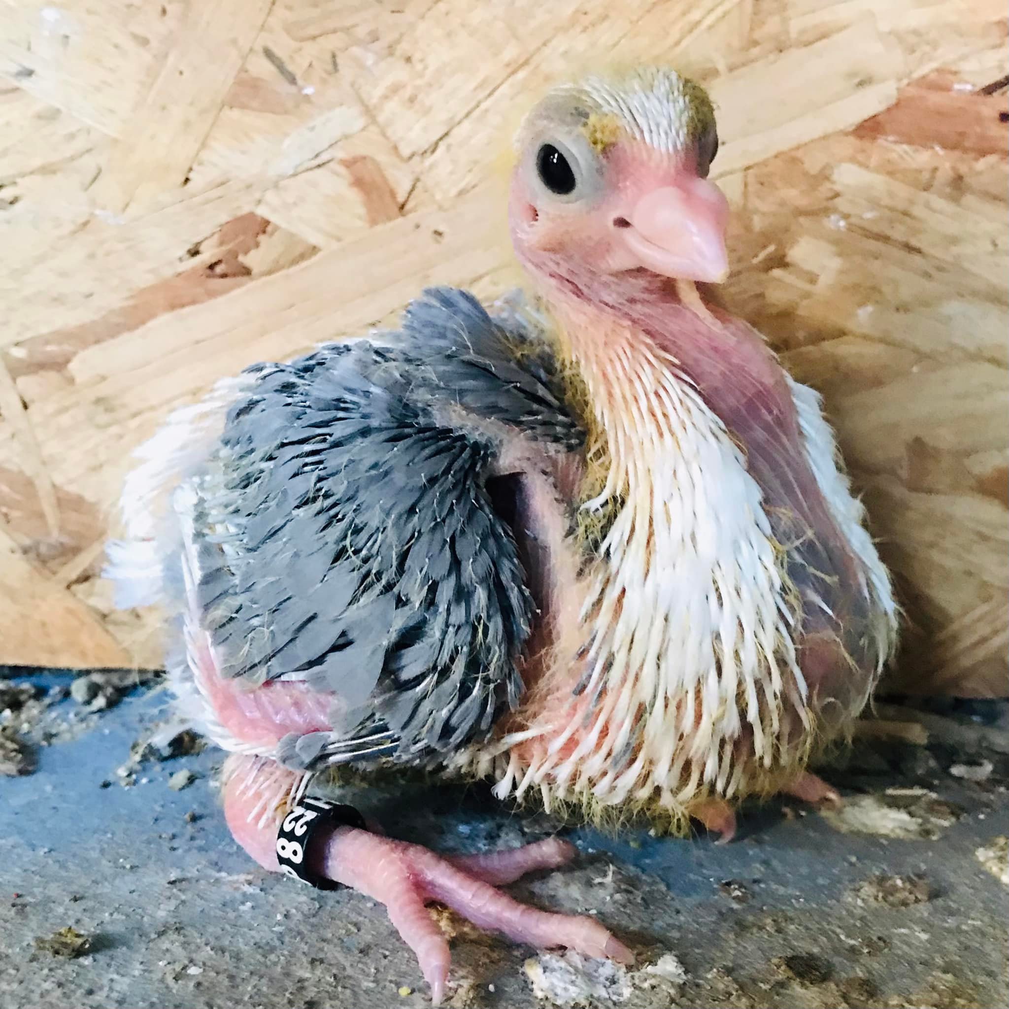 Le Cravaté Français – race de l&rsquo;année 2022