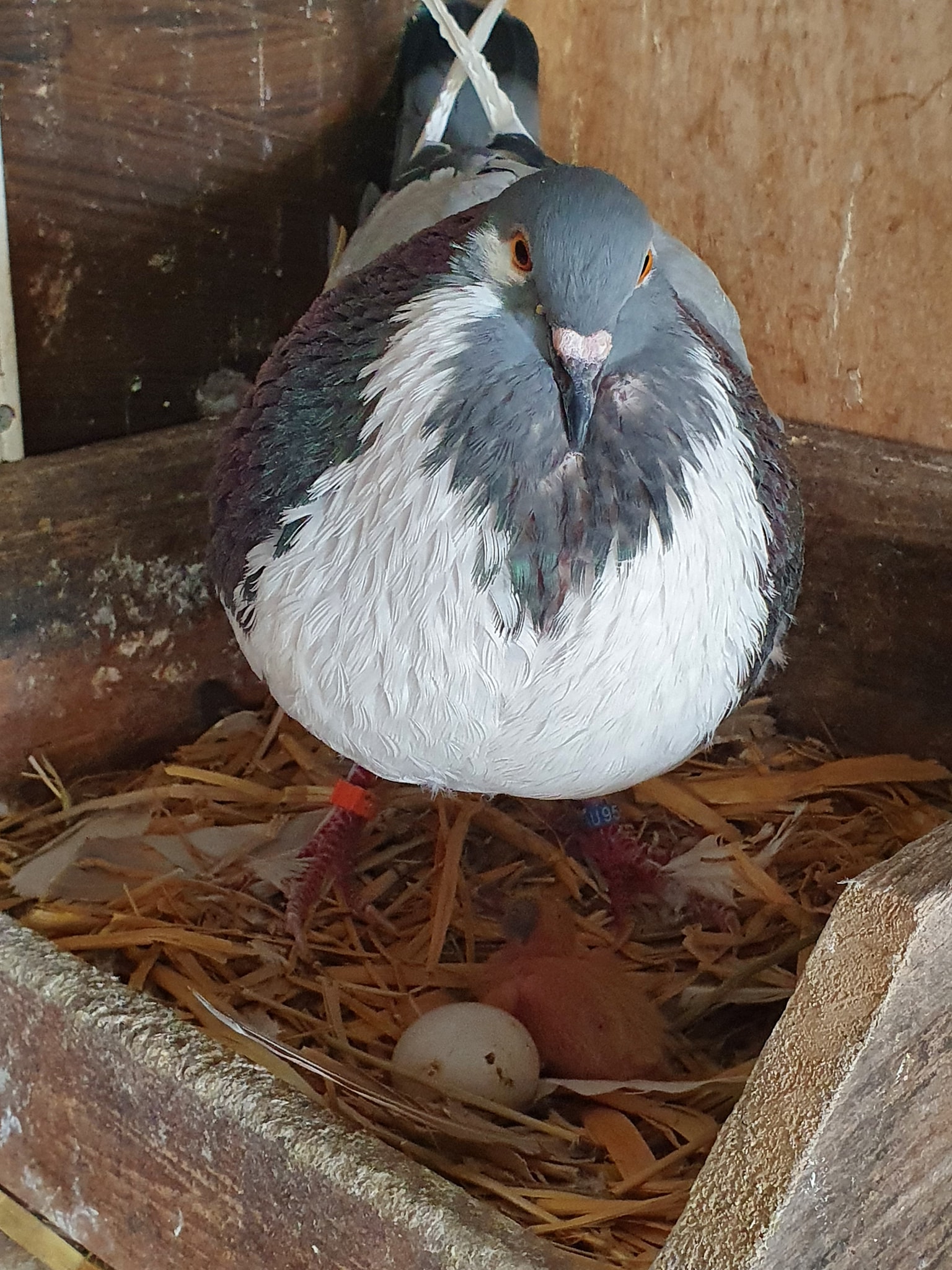 Le Boulant Français – race de l&rsquo;année 2022