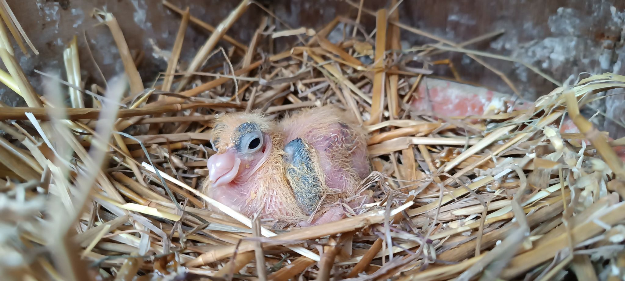 Les naissances continuent chez les cravatés français – Race de l&rsquo;année 2022