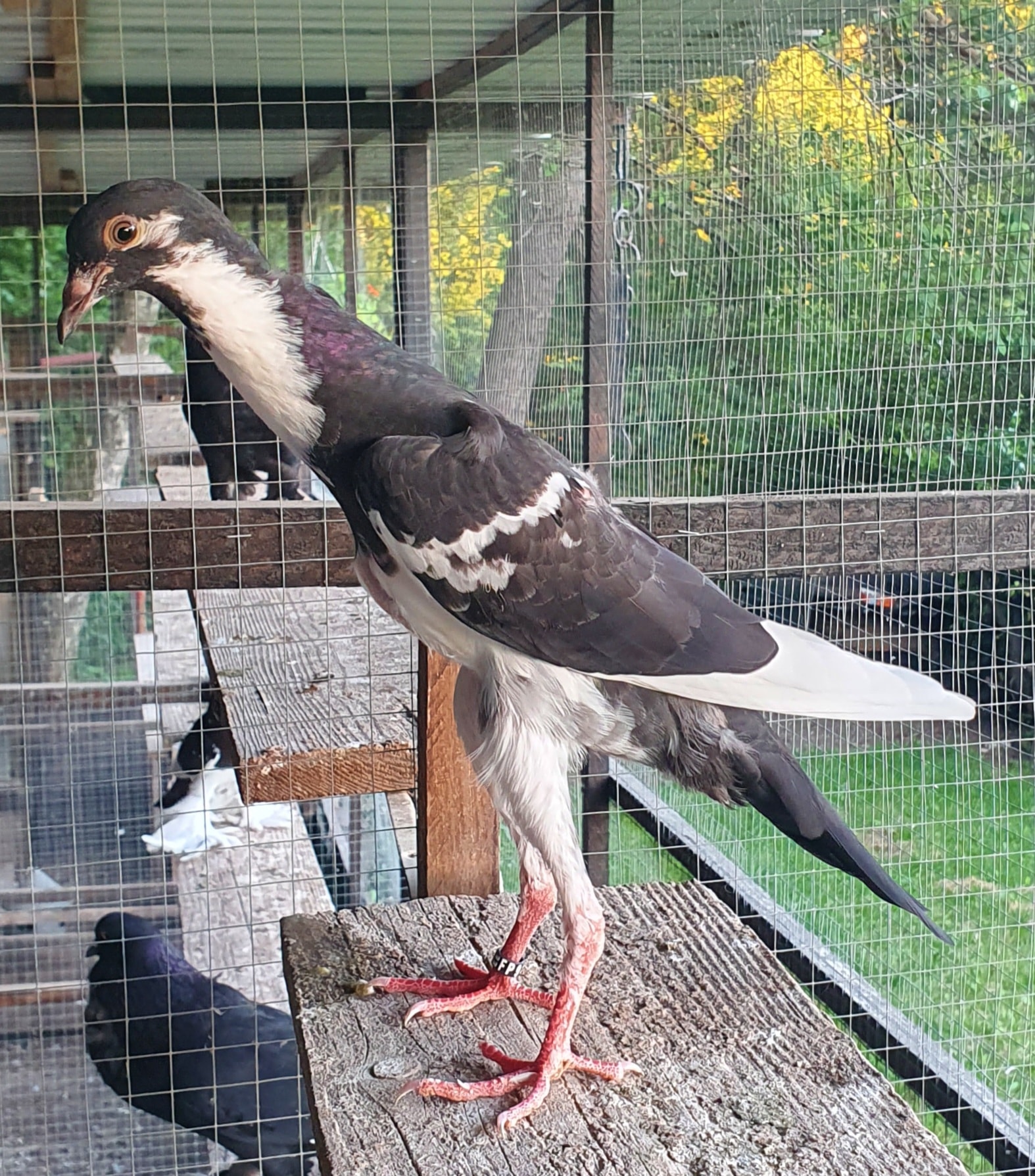 Le tri des meilleurs sujets débute chez les éleveurs de boulant français – race de l&rsquo;année 2022