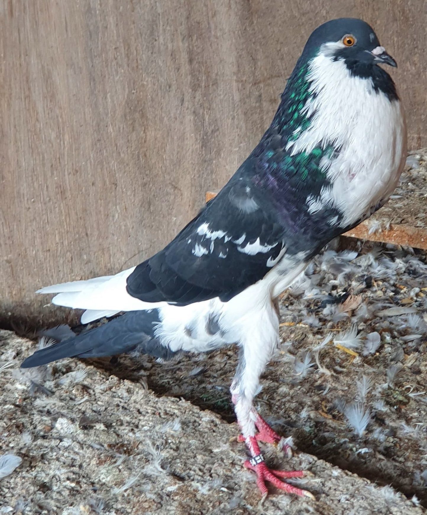 Boulant Français – race de l&rsquo;année